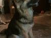 Blanding af racer Rex [Tidl. hund]