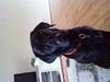 Labrador retriever blackie