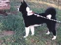 Karelsk bjørnehund Bjørnehusets Bandi