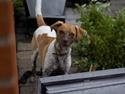 Dansk svensk gaardhund Frida