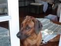 Rhodesian ridgeback Betty