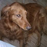 Golden retriever Chevy 