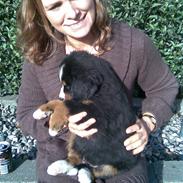 Berner sennenhund Indy