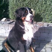 Berner sennenhund Indy