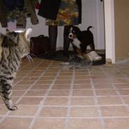 Berner sennenhund Indy