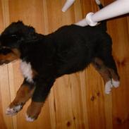 Berner sennenhund Indy