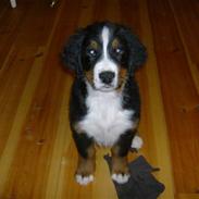 Berner sennenhund Indy