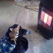 Chihuahua King