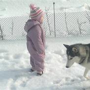 Siberian husky Sasha