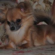 Chihuahua 1414`Gnags ( Polle )