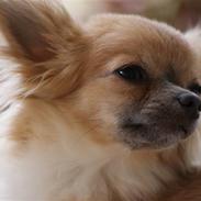 Chihuahua 1414`Gnags ( Polle )