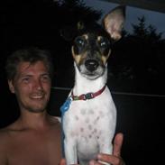Dansk svensk gaardhund Mads