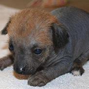 Xoloitzcuintle manse