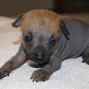 Xoloitzcuintle manse