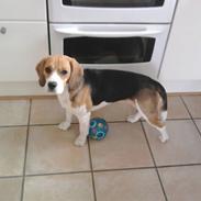 Beagle Molly