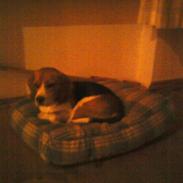 Beagle Molly