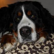 Berner sennenhund Bernerhøjens Zorba