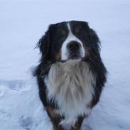 Berner sennenhund Bernerhøjens Zorba