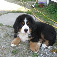 Berner sennenhund Bernerhøjens Zorba