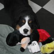 Berner sennenhund Bernerhøjens Zorba