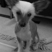 Chinese crested hårløs Milo Magneto