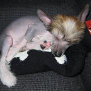 Chinese crested hårløs Milo Magneto