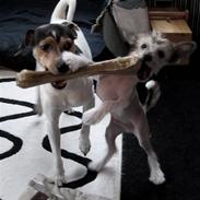 Chinese crested hårløs Milo Magneto