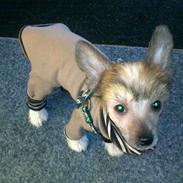 Chinese crested hårløs Milo Magneto