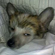 Chinese crested hårløs Milo Magneto