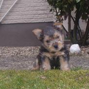 Norwich terrier Chili