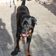 Rottweiler Carlos (RIP)