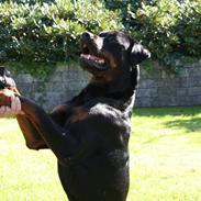 Rottweiler Carlos (RIP)