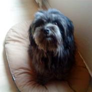 Blanding af racer Sille