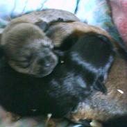 Blanding af racer Sille