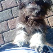 Blanding af racer Sille