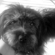 Blanding af racer Sille