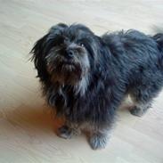 Blanding af racer Sille