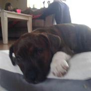 Blanding af racer Basse