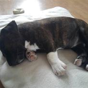 Blanding af racer Basse