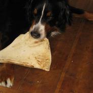 Berner sennenhund Becca