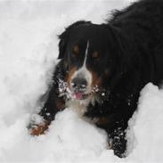 Berner sennenhund Becca