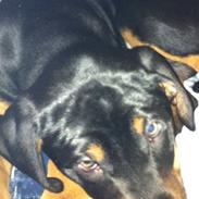 Blanding af racer Danger