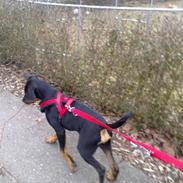 Blanding af racer Danger