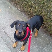 Blanding af racer Danger