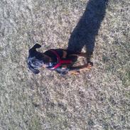 Blanding af racer Danger