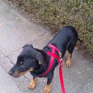 Blanding af racer Danger