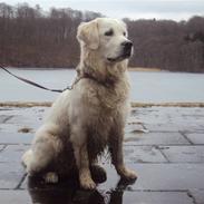 Golden retriever Mille