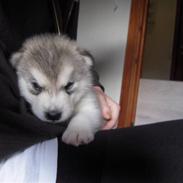 Alaskan malamute Spanto