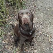 Labrador retriever Trixi