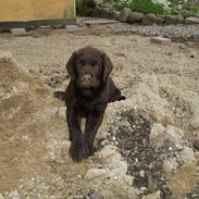 Labrador retriever Trixi